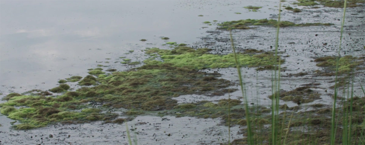 eutrophication problem