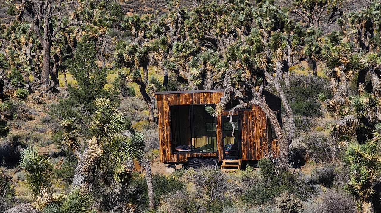 A small charred-wood tiny house with large windows, surrounded by Joshua trees